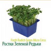 Продам микропобеги зелени
