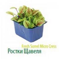 Продам микропобеги зелени