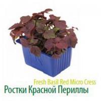 Продам микропобеги зелени