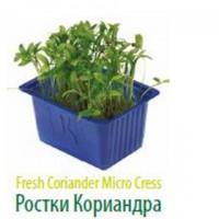 Продам микропобеги зелени