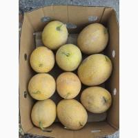 Продам арбуз, дыню оптом