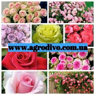 Продажа саженцев роз на ОСЕНЬ 2025. Новые сорта в питомнике АГРОДИВО