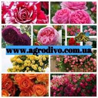 Продажа саженцев роз на ОСЕНЬ 2025. Новые сорта в питомнике АГРОДИВО