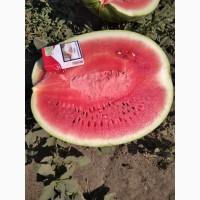 Арбуз арашан. 2 катка