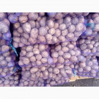 Продам товарный картофель, сорт Санте, Гранада