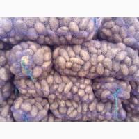 Продам товарный картофель, сорт Санте, Гранада