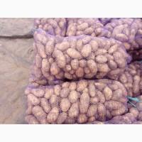 Продам товарный картофель, сорт Санте, Гранада