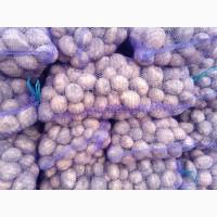 Продам товарный картофель, сорт Санте, Гранада