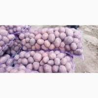 Продам Картофель Бела роса