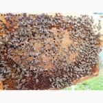 Продам бджоли з власної пасіки