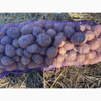 Продам Товарну Картоплю, сорт Галла