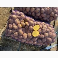Продам Товарну Картоплю, сорт Галла