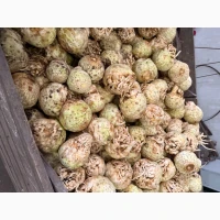 Селера 2 сорт товарна