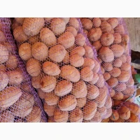 Продам Картоплю Біла роса 6 грн