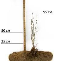 Саджанці гібіскусу Гармонія