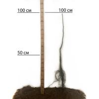 Саджанці грецького горіха Астахівський - 1-річний