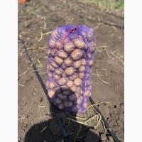 Продам товарну картоплю, сорт Гала