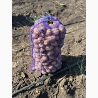 Продам товарну картоплю, сорт Гала