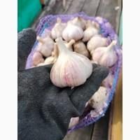 Продам Часник Любаша 2 репродукція