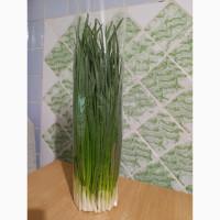 Продам зелену цибулю / лук перо