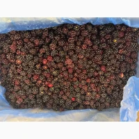 Продам ожину лісову