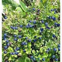 Куплю чорницю
