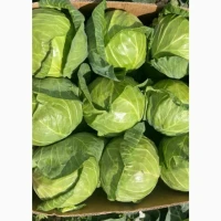 Продам капусту