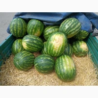 Продам Арбуз (Талисман, Каристан, Фарау, Тамерлан) технология капельного полива калибр 8-1