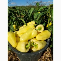 Продам перець сорт Хаскі