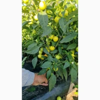 Продам перець глобус