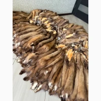 Куница лесная продам вичинка лісова куниця
