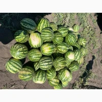 Самозбір Продам кавун Продюсер 4-6 кг
