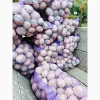 Продам товарну картоплю біла роса, більмоде, арізона, словянка
