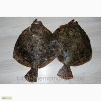 Камбала черноморская, калкан
