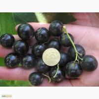 Продам сортовую смородину (ягоды)