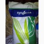 Кукурудза Syngenta, Неріса ФАО 200, насіння