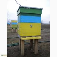 Продам Бджоли