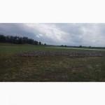 Продам инкубационные гусинные яйца