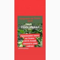 Саженцы грецкого ореха Идеал Двухлетние. ВНИМАНИЕ принимаем заказы на - Осень 2019