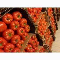 Продам рожевий тепличний помідор