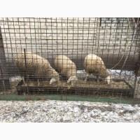 Продам барана Французский Меринос