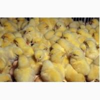 Продам циплят орпингтон палевый, фавероль лососевый, австралорп голубой черный