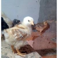 Продам курчат