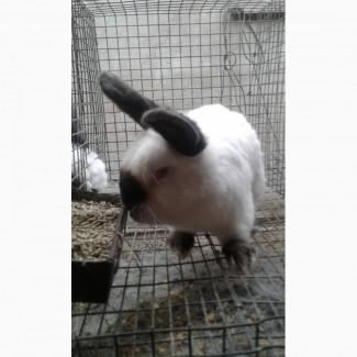 Продам кролі каліфорнійський