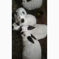 Продам кролі каліфорнійський