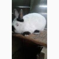 Продам кролі каліфорнійський