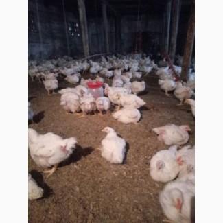 Продам качки та кури живою вагою
