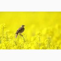 Закупаем оптом С/Х продукцию-Рапс.Самовывоз