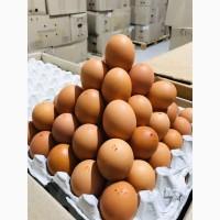 Предприятие реализует яйцо разной категории на постоянной основе