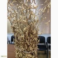 Продажа семян сои под раундап